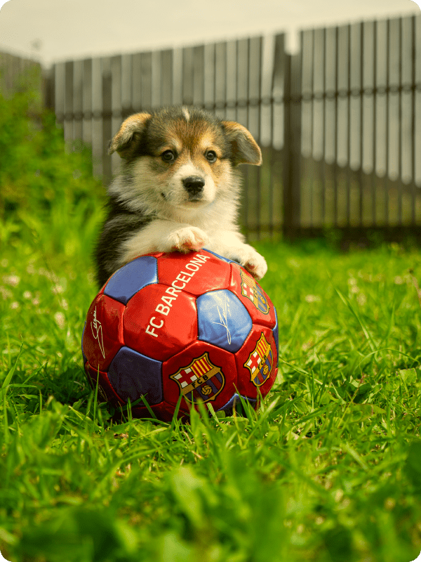 cute dog with a ball