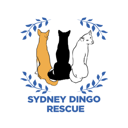 Logo of Sydney Dingo Rescue with three dingoes.